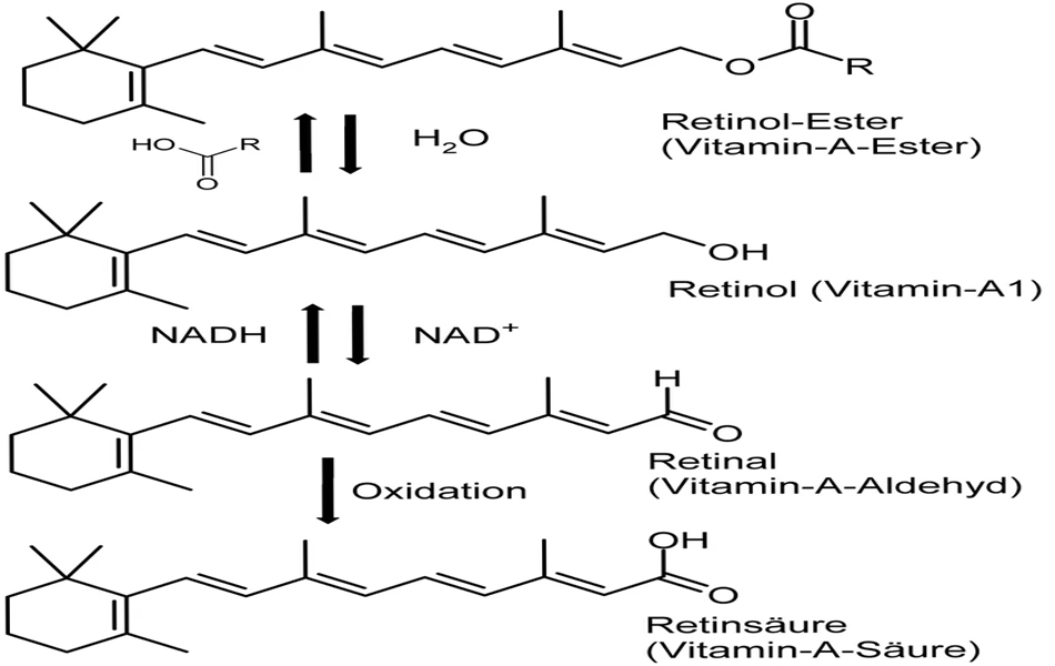 Cấu trúc của Vitamin A